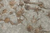 Plate Of Brittle Star & Carpoid Fossils - El Kaid Rami #225766-5